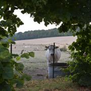 Portrait de vache