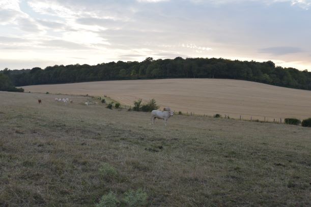 les vaches