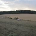 les vaches