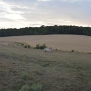 les vaches
