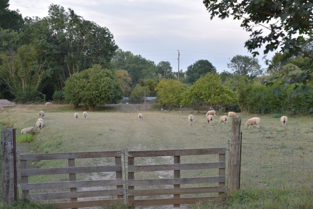 Les moutons de la ferme du Bout du Haut