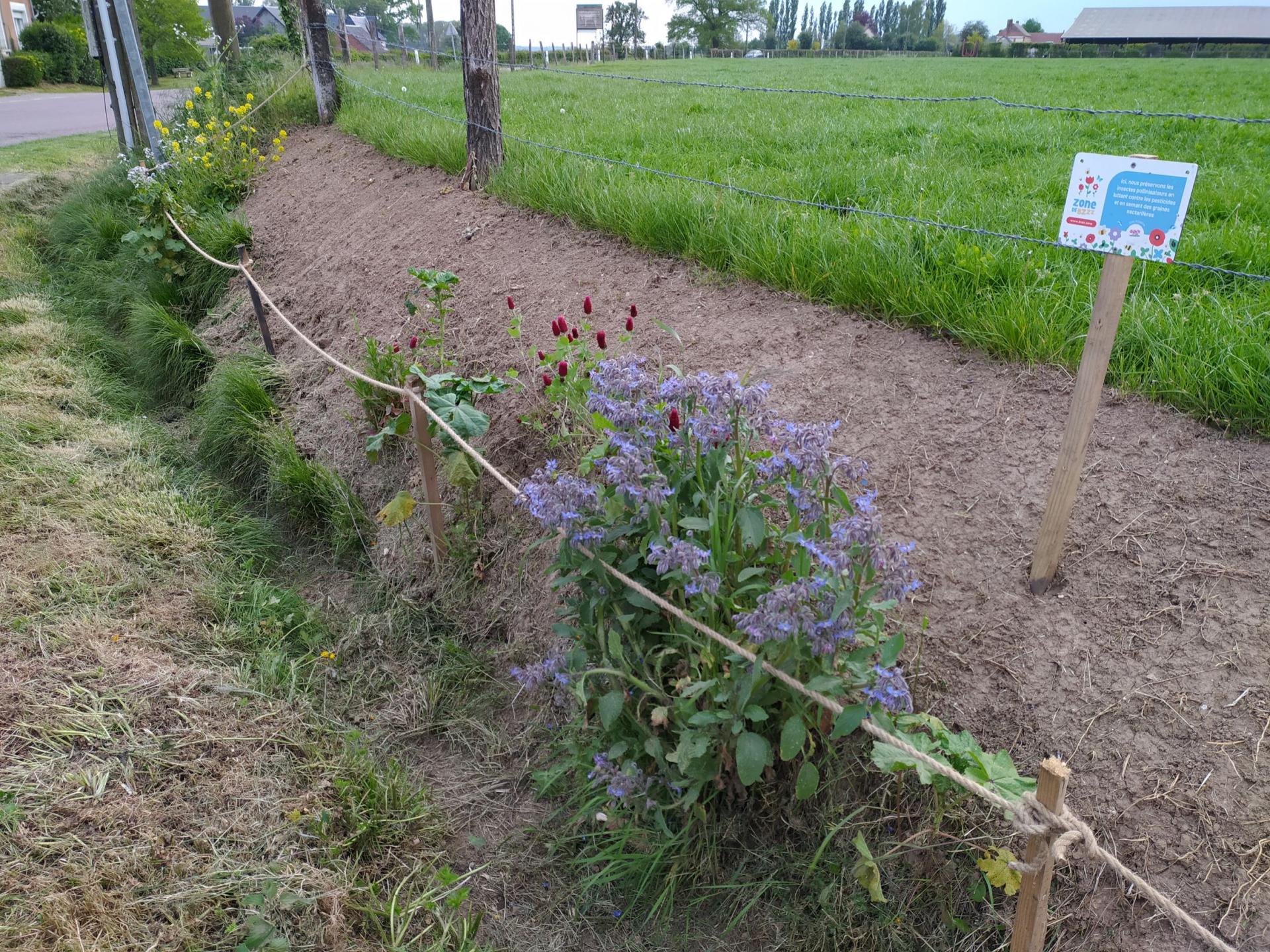 fleur talus Baleux