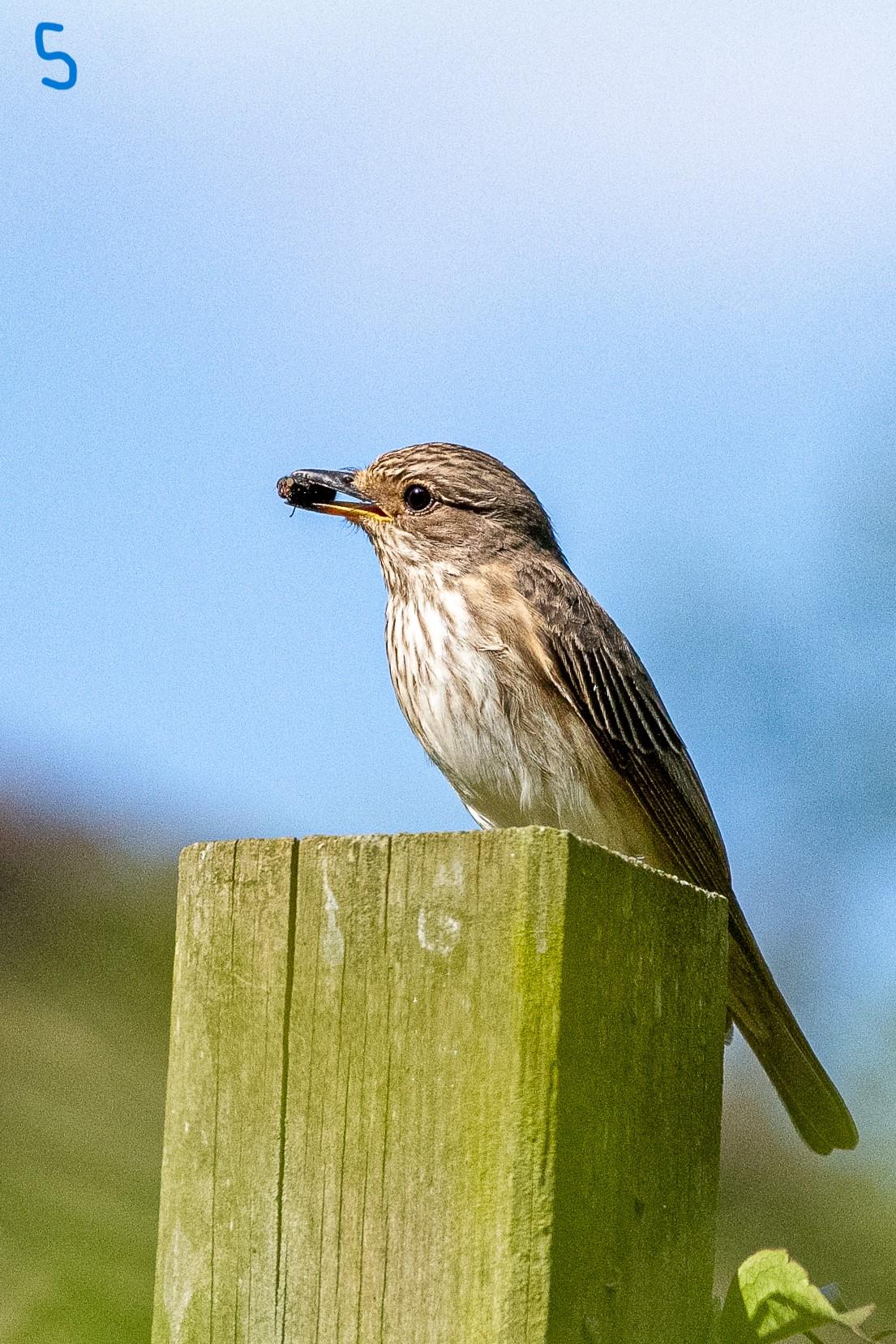 Le gobe mouche-gris.