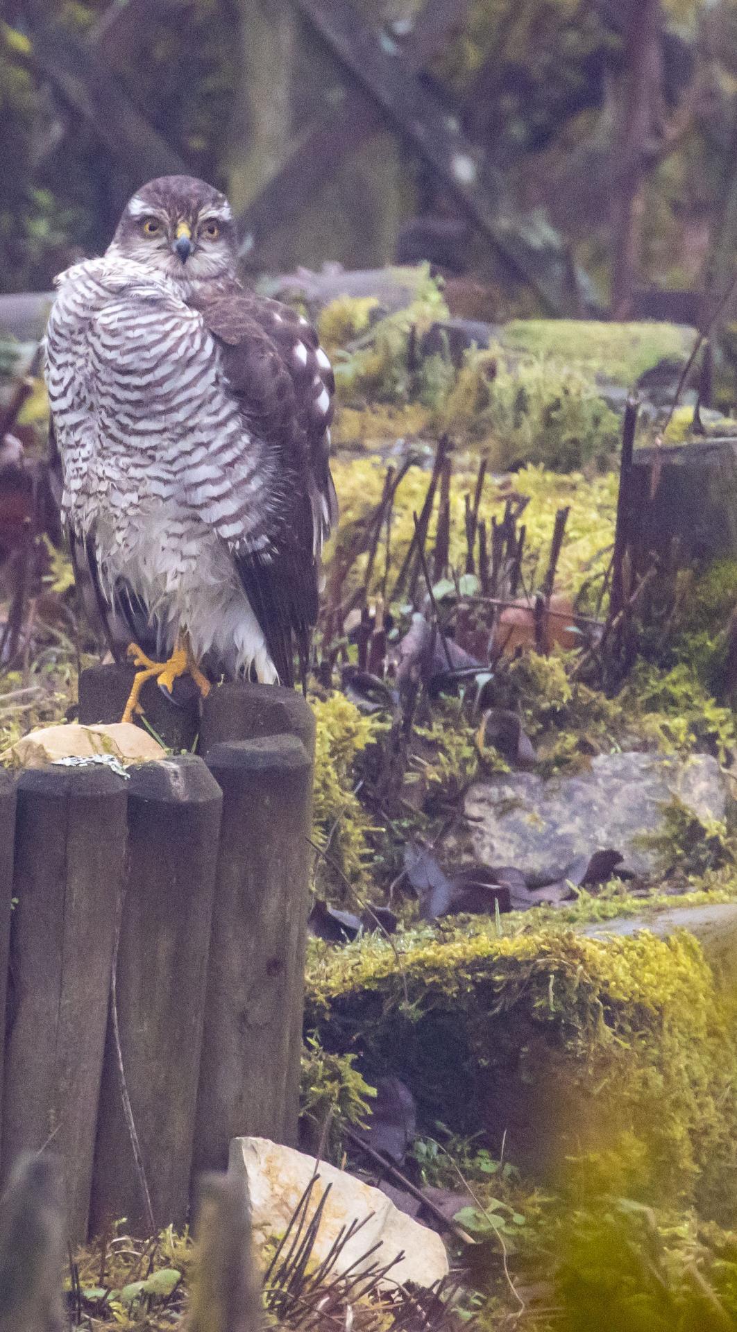 Rapace posée sur un rondin de bois .