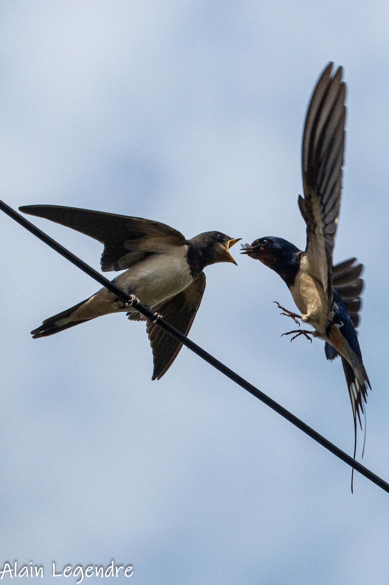 Hirondelle rustique.