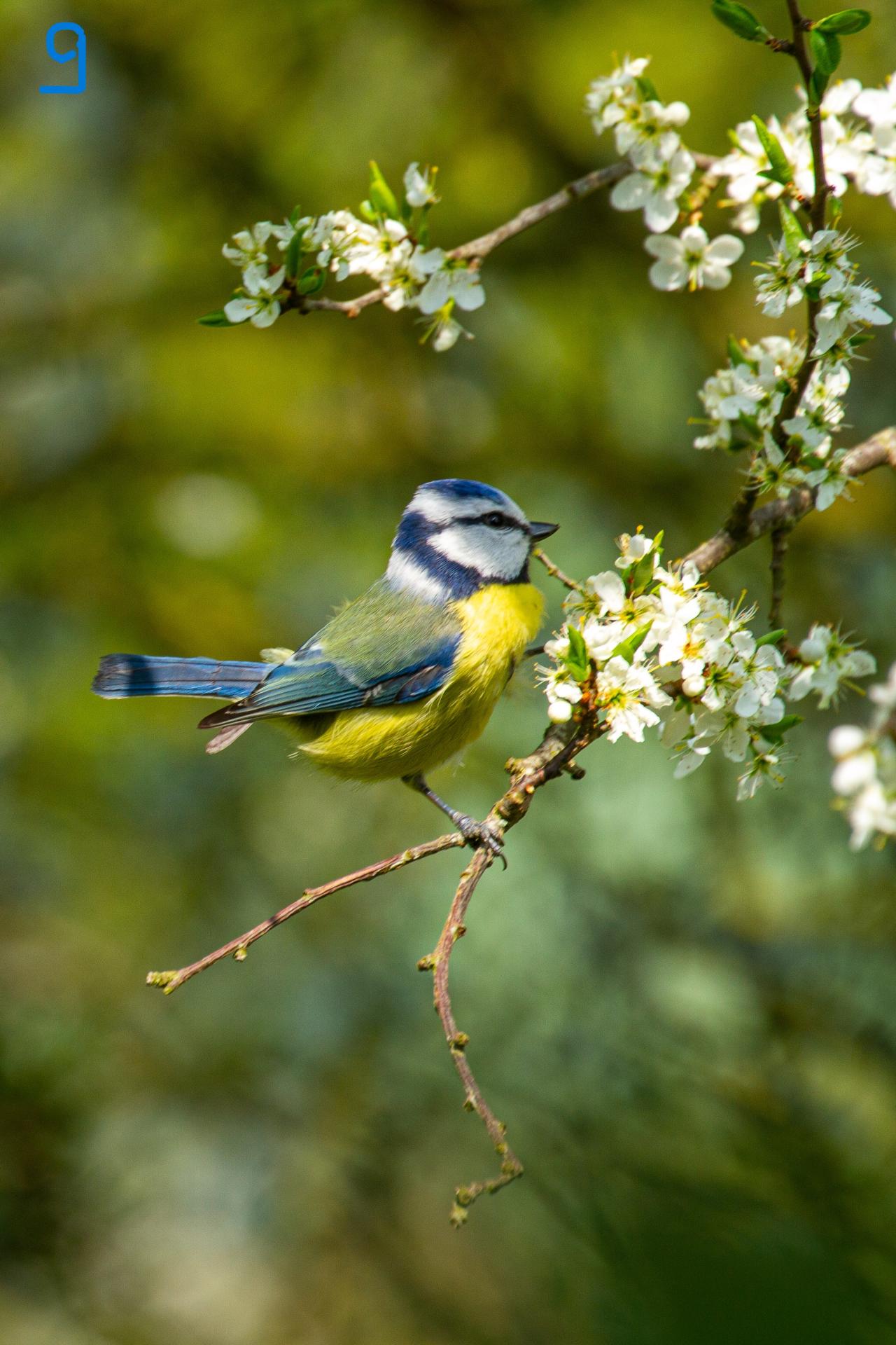 La mésange bleue.