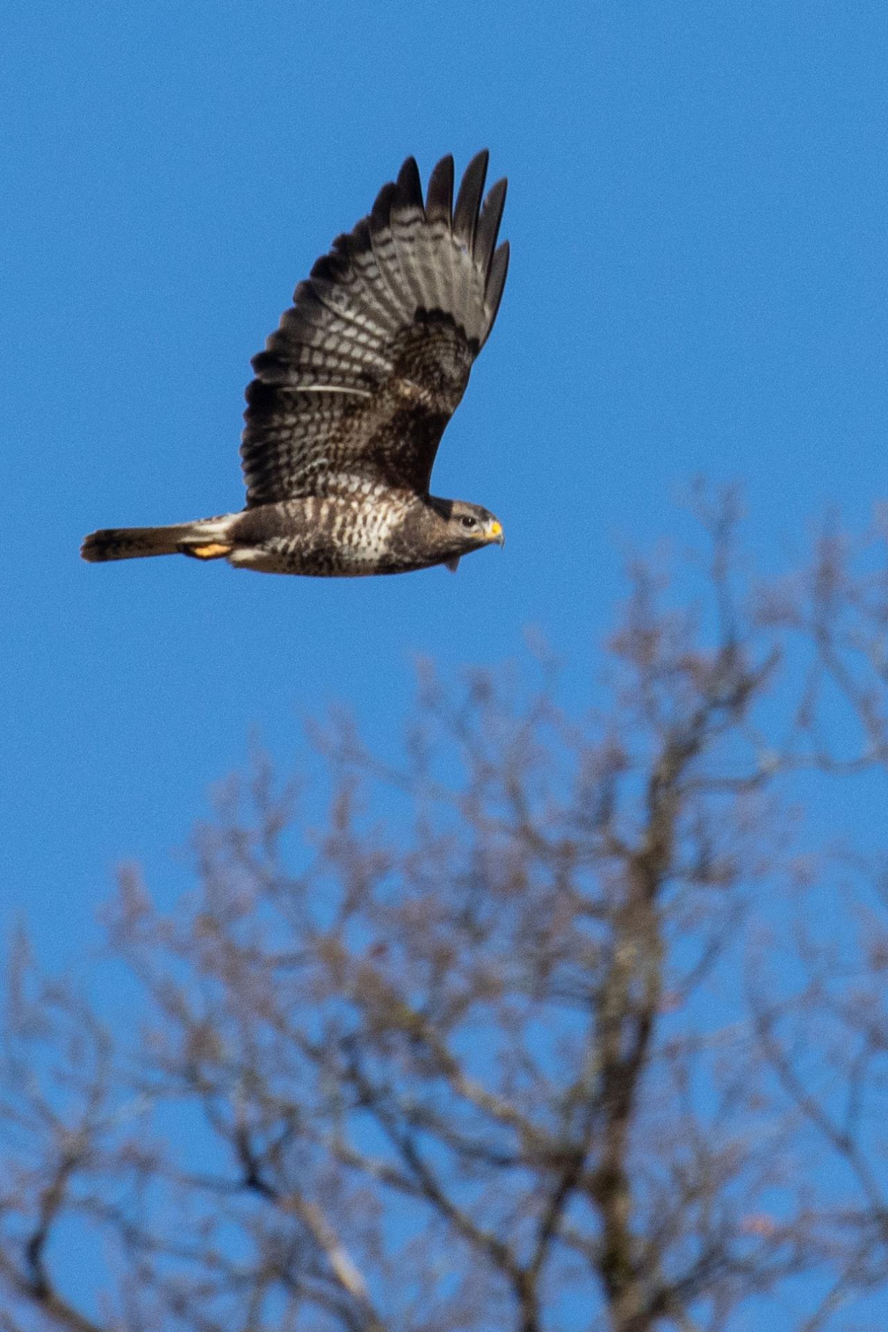 Rapace en plein vole .