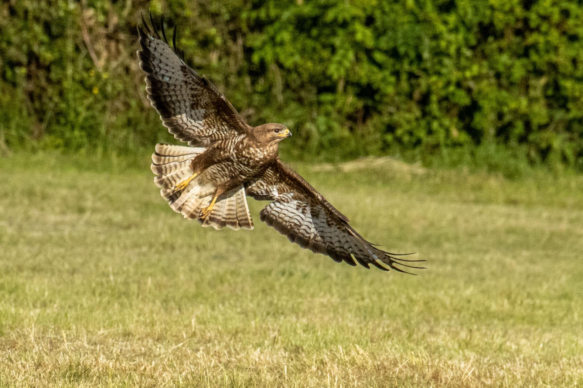 Photo d'un rapace .