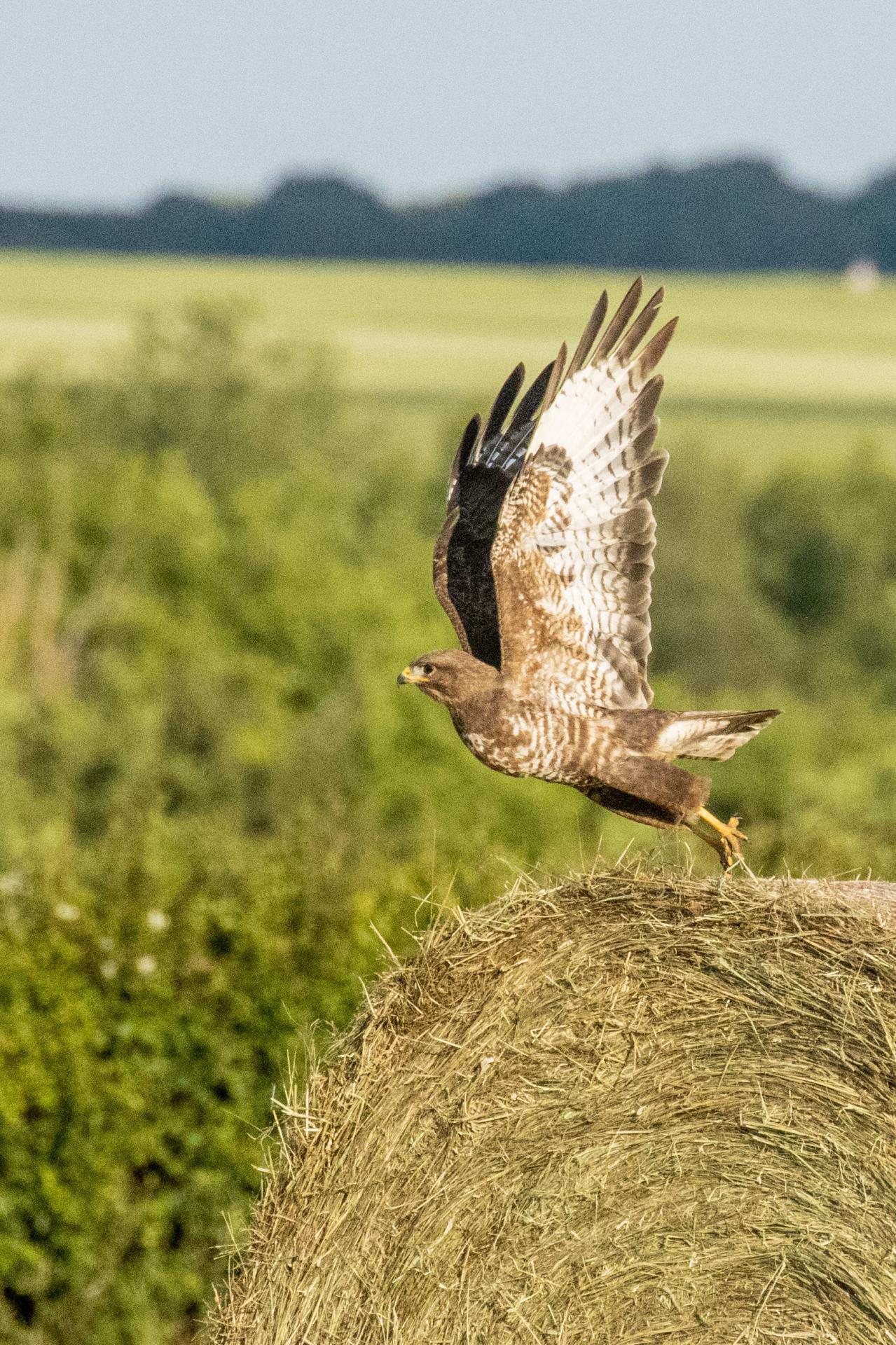 L'envole du rapace.