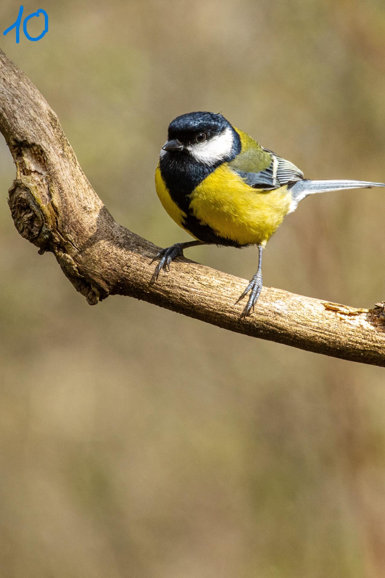 La mésange charbonnière.