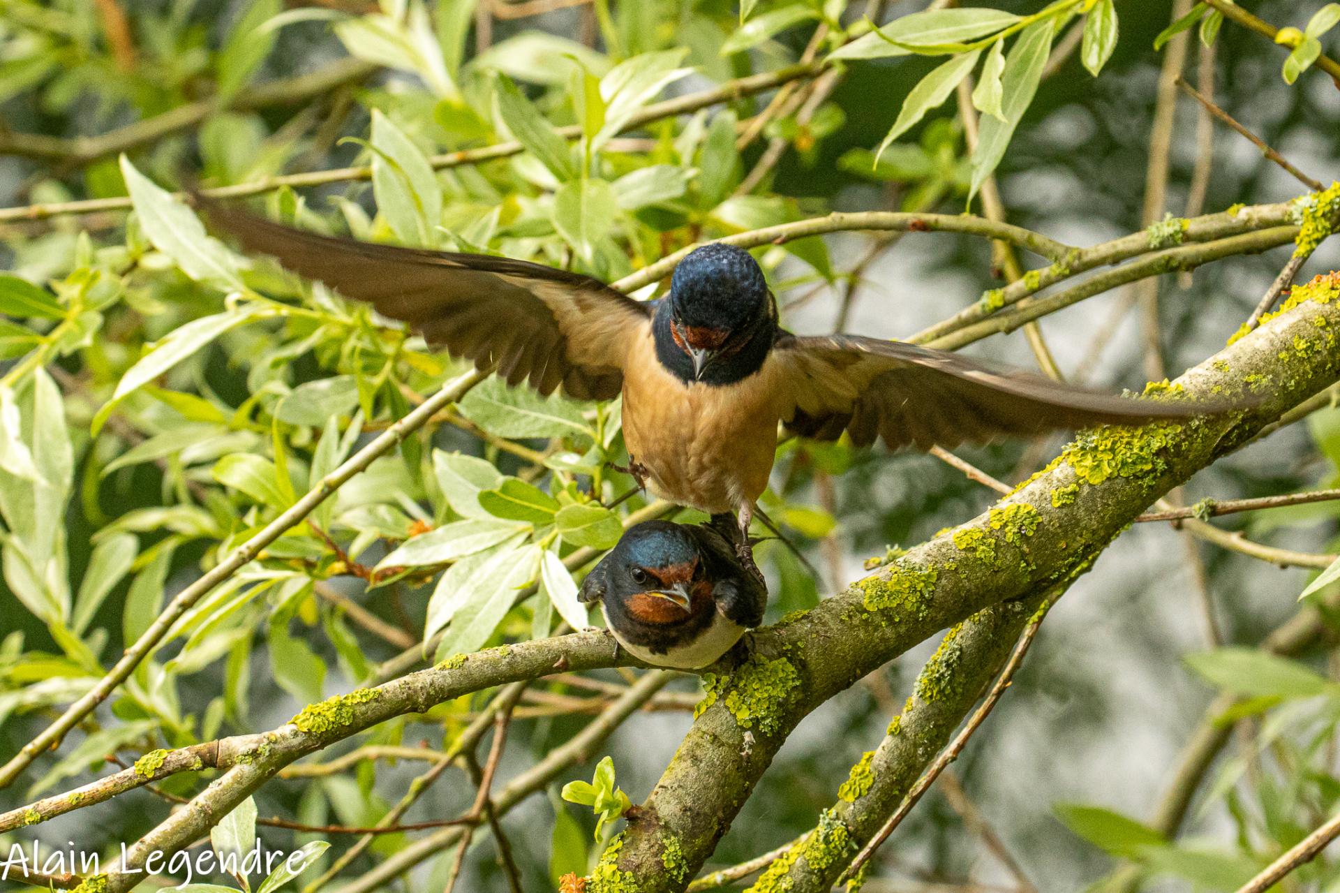 Hirondelle rustique.