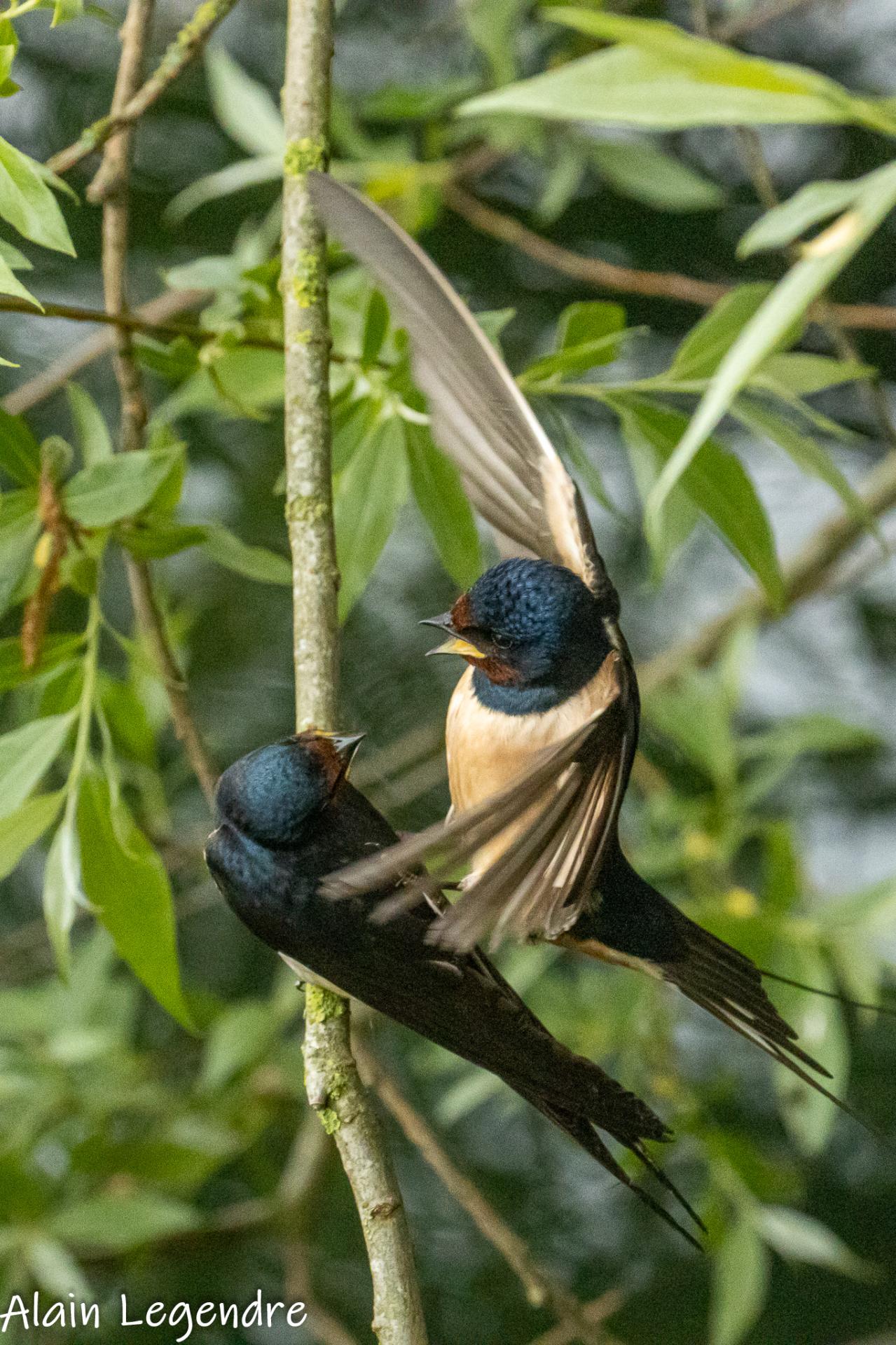 Hirondelle rustique.