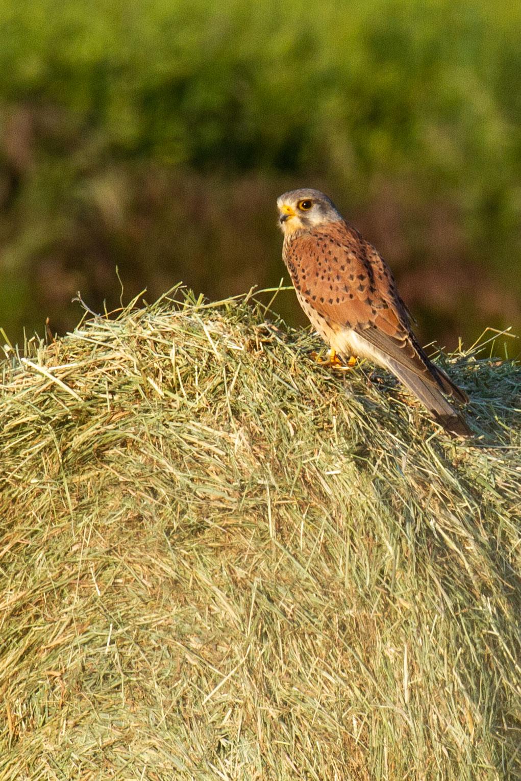 Le rapaces posée sur un ballot paille.