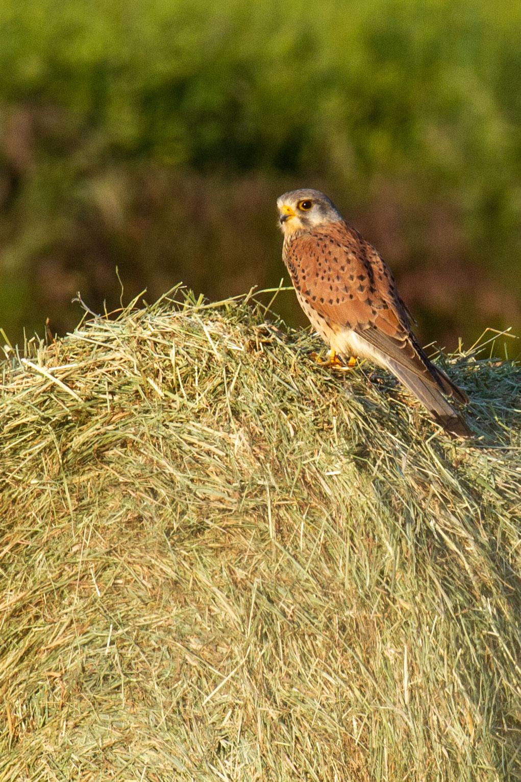 Le rapaces posée sur un ballot paille.