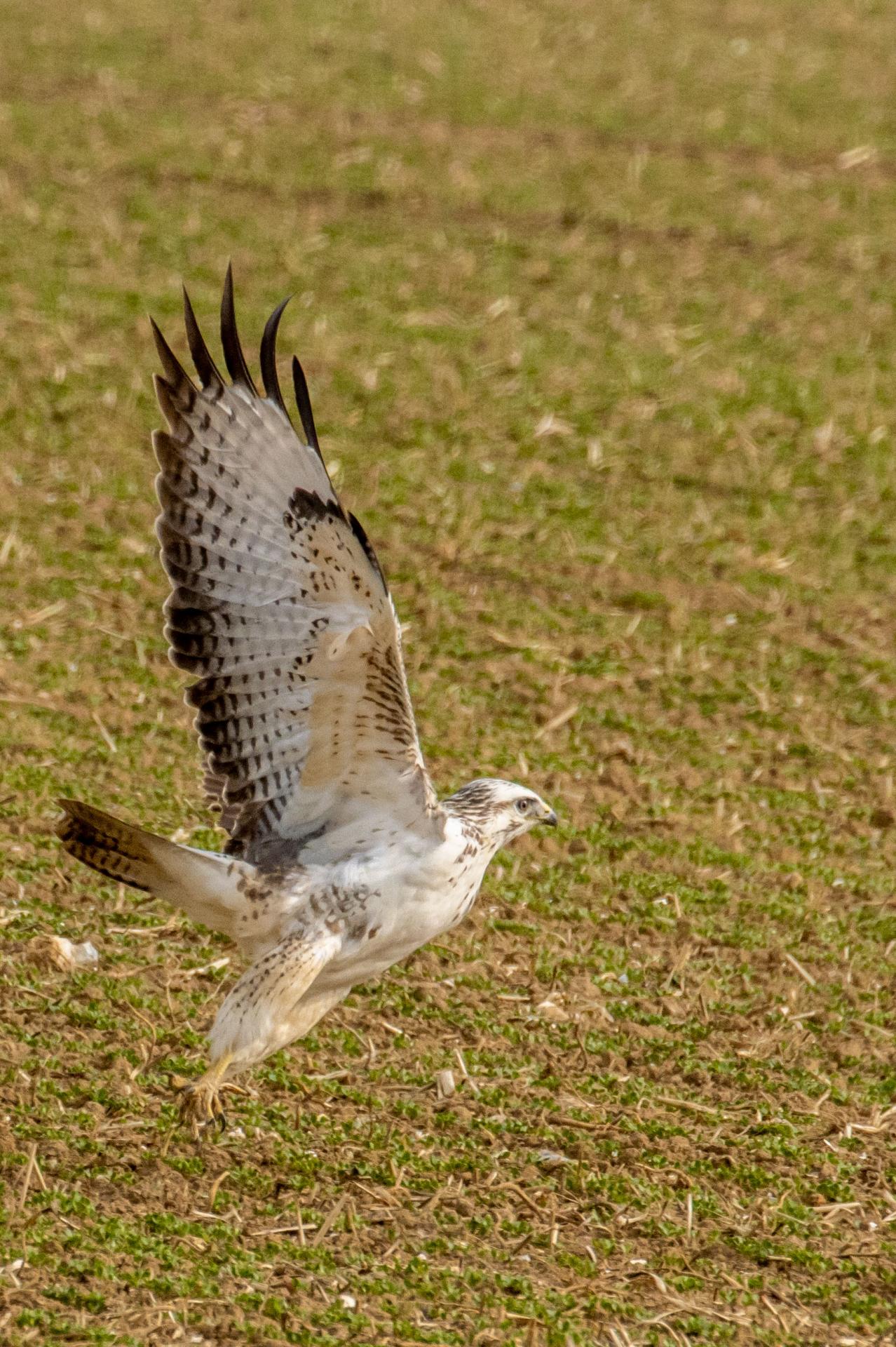 Le rapace se pose au sol sur le champs .