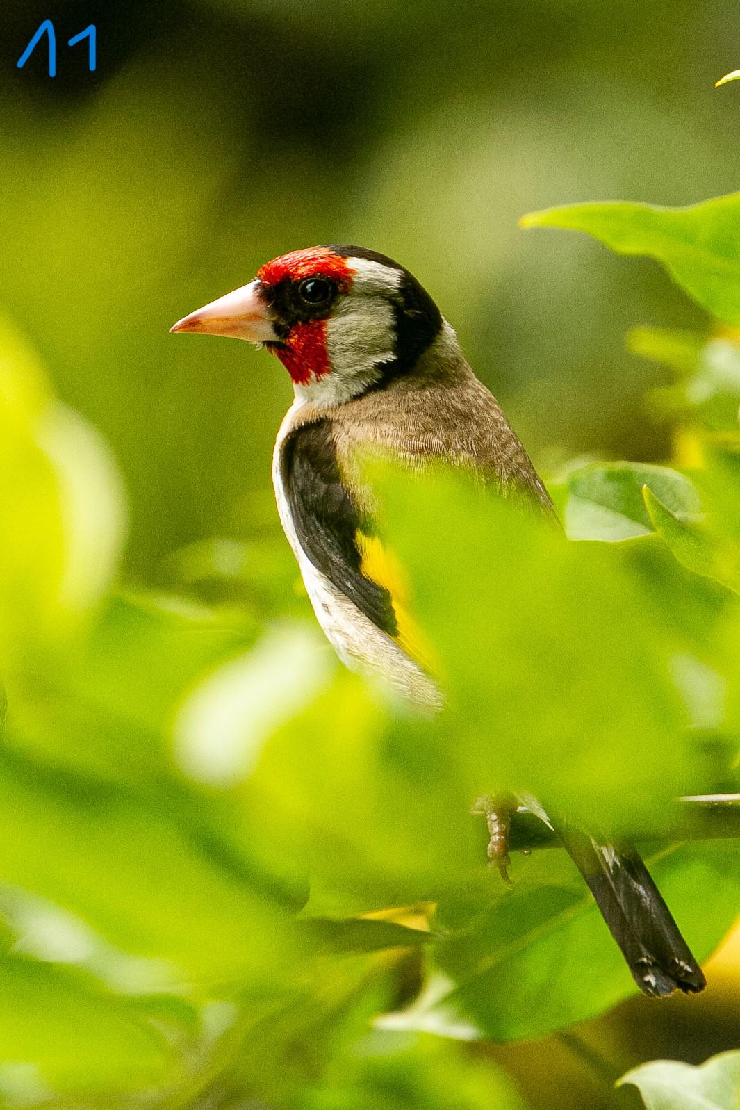 Le chardonneret élégant.